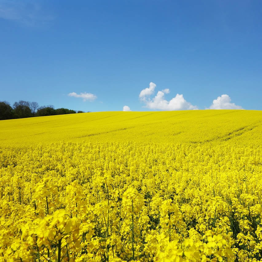 Ein blühendes Rapsfeld, das sich unter einem klaren blauen Himmel erstreckt.